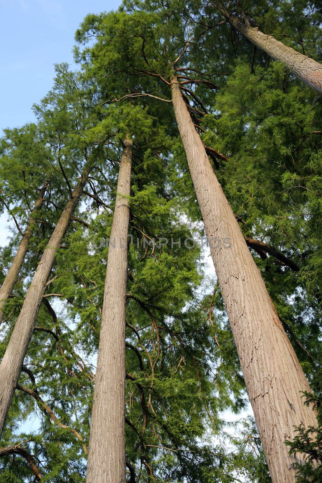 Details of bald cypress or taxodium distichum in nature against a blue skye