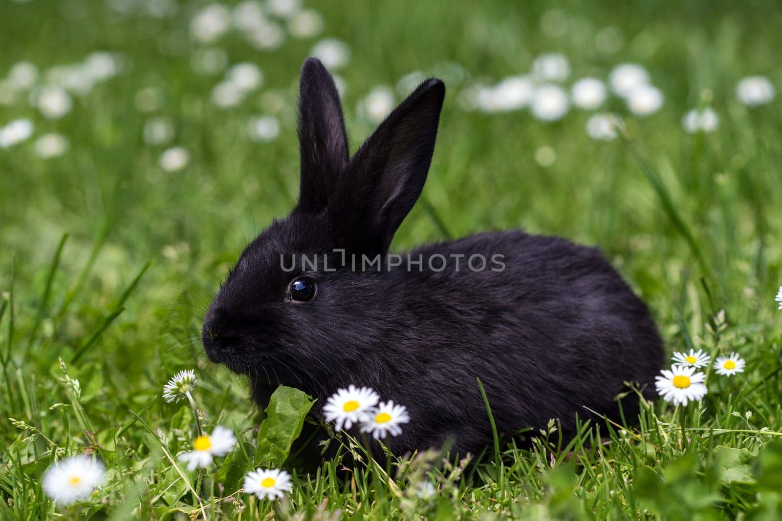 young rabbit