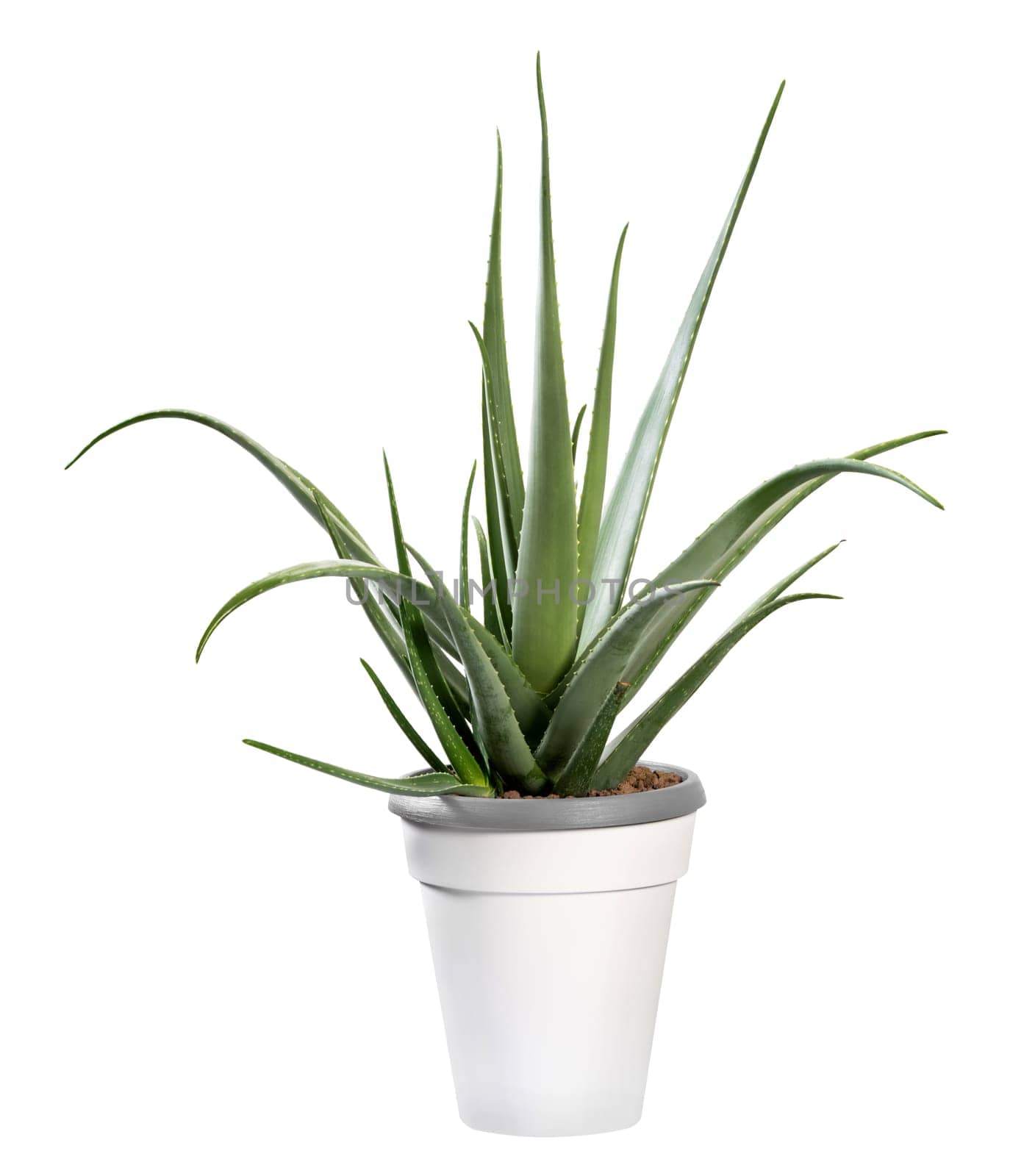 Potted Aloe vera plant isolated on white grown for its medicinal properties used in alternative medicine