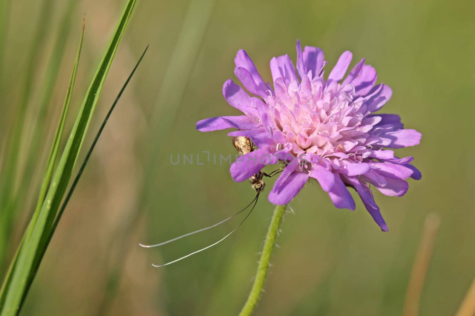 Male longhorn moth (Nemophora metallica) on widow's flower