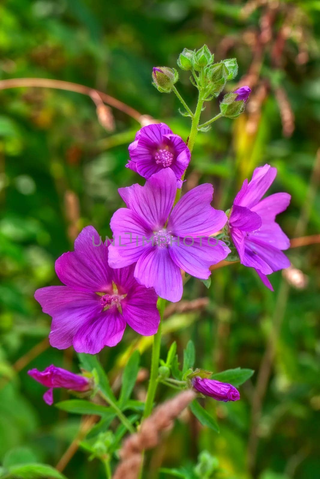 Rose mallow - Malva alcea in a close-up