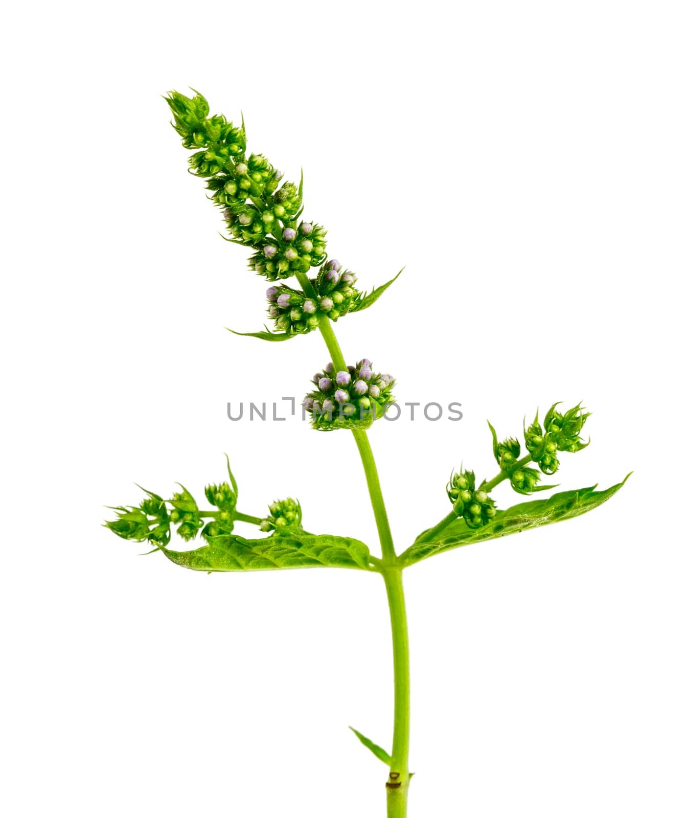 fresh mint with flowers, isolated on white