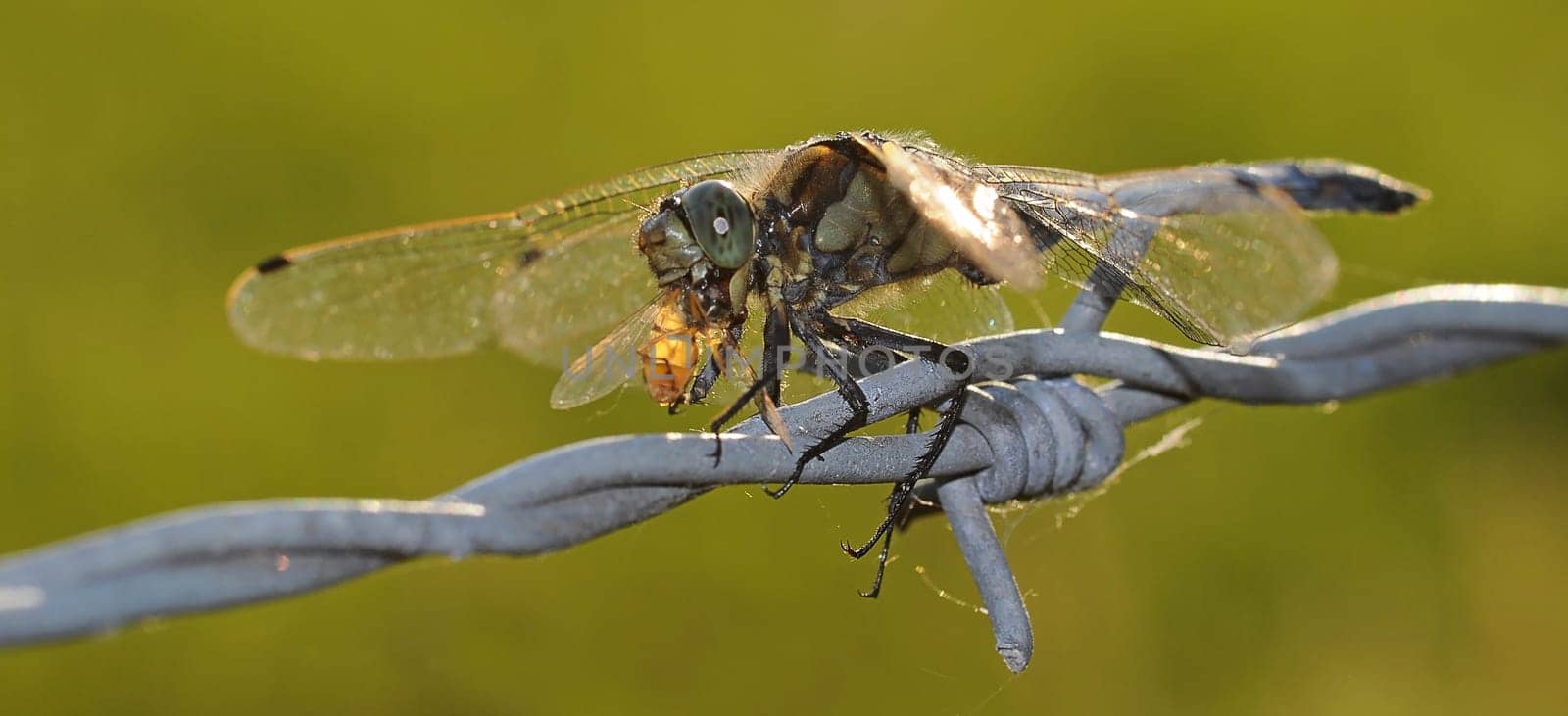 dragon-fly