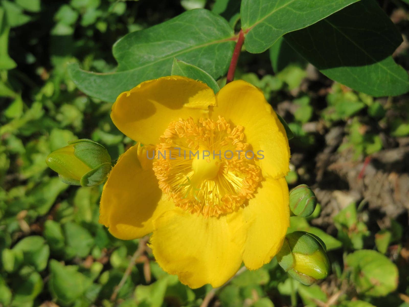 St. John's wort - Hypericum perforatum