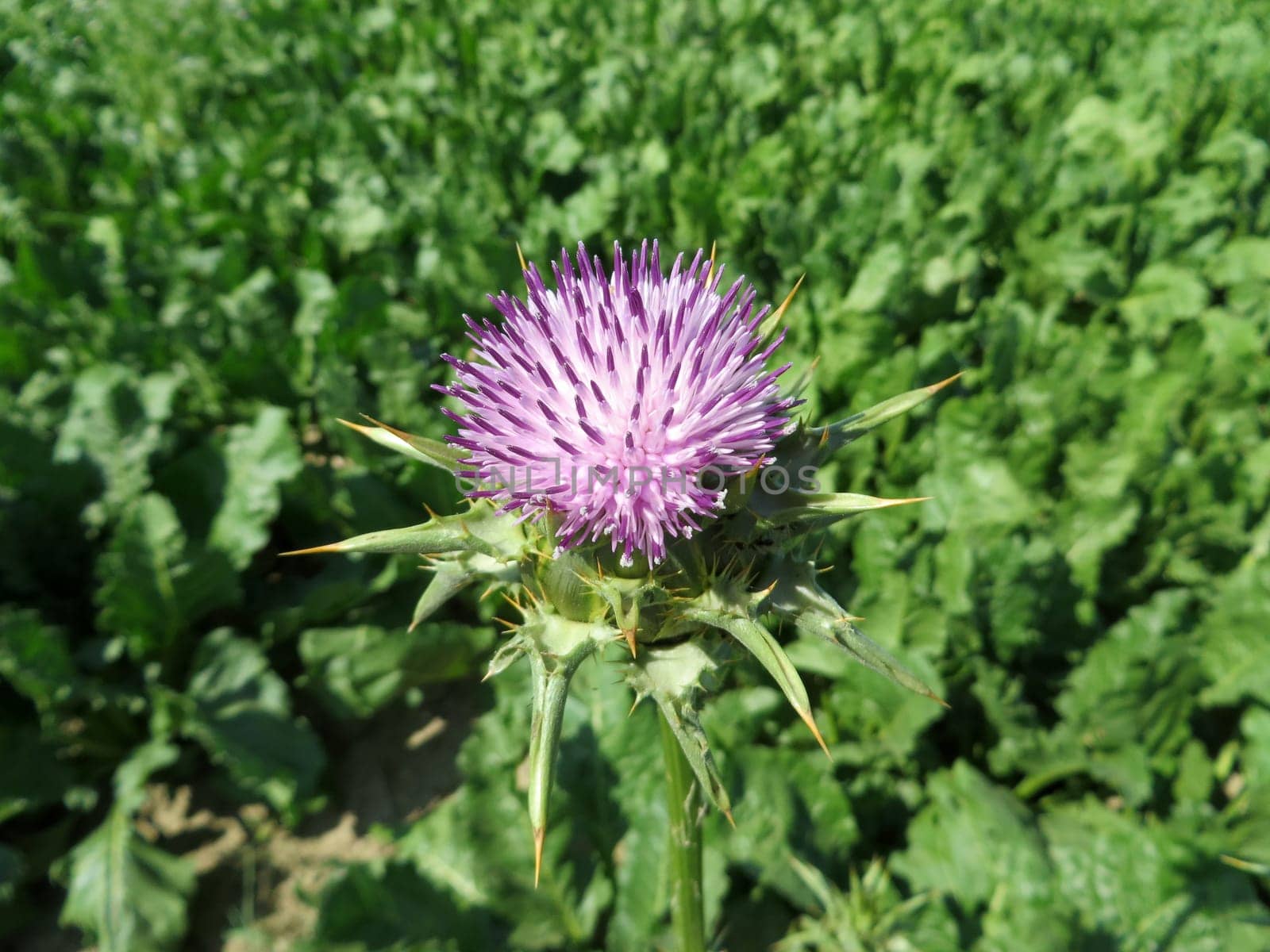 Milk thistle - Silybum marianum