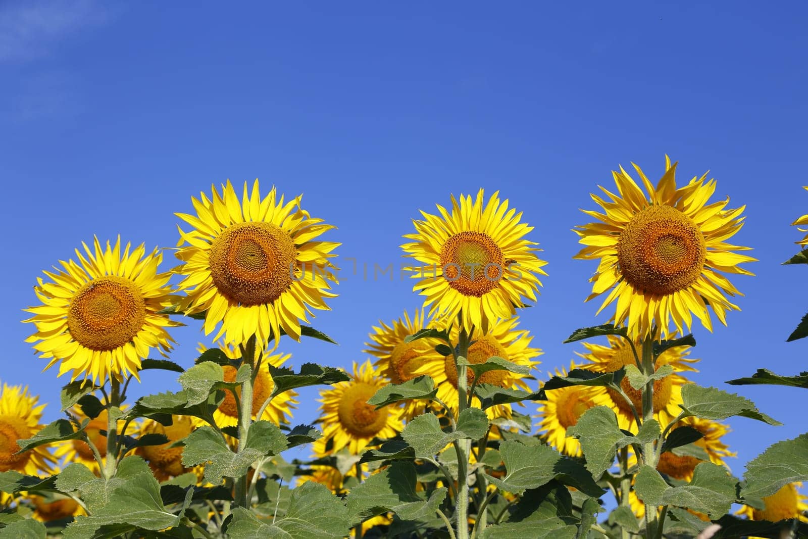 austria grimming 14-07-2013 the sunflower with blue sky in background