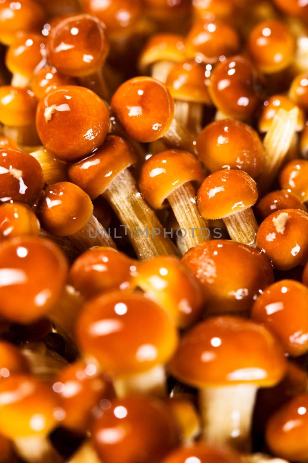 Golden Enoki Mushrooms