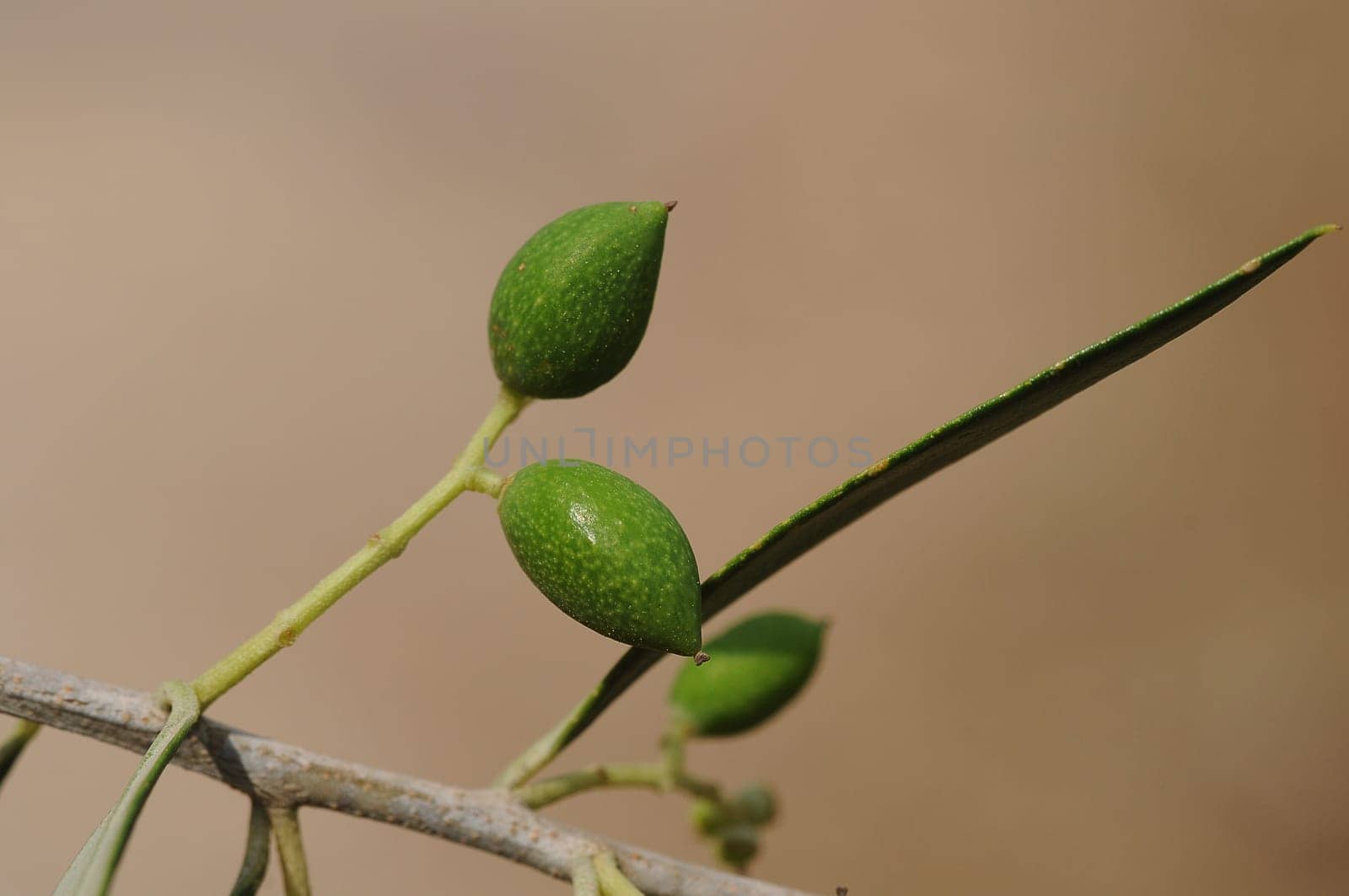 Olives
