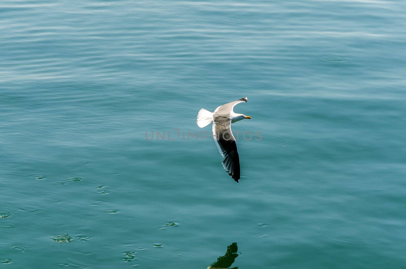 View of a seagull flying over a bay in the Pacific Ocean