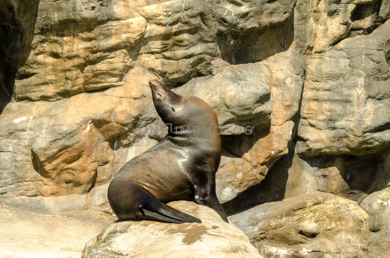 A sea lion sitting up enjoying the sun