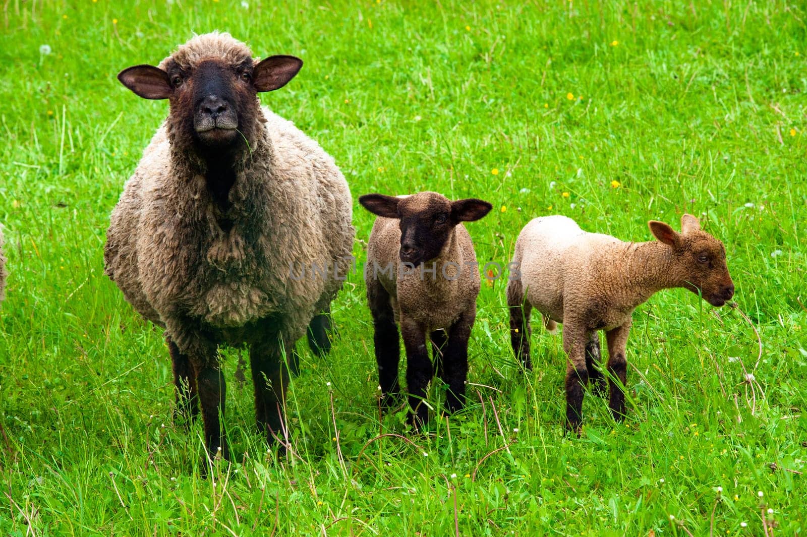 sheep with two lambs
