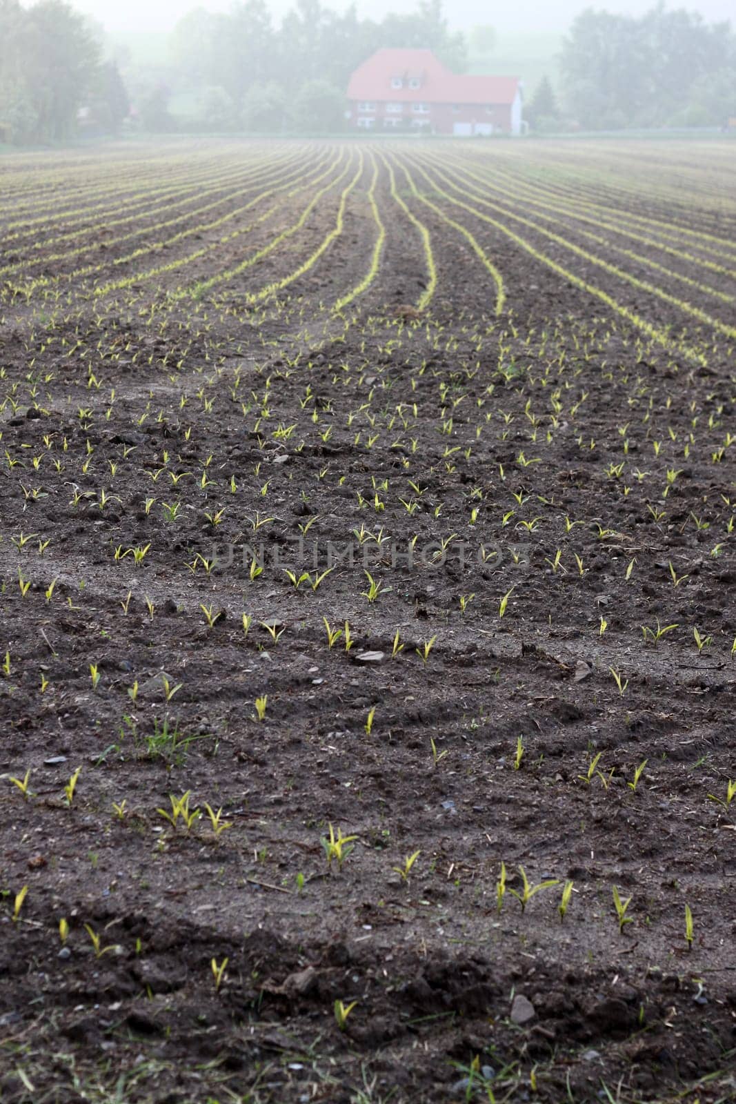 Very young maize plants