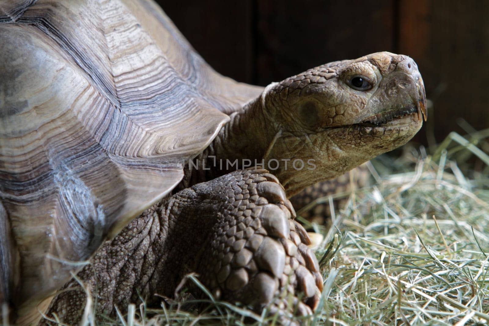 Spurred turtle