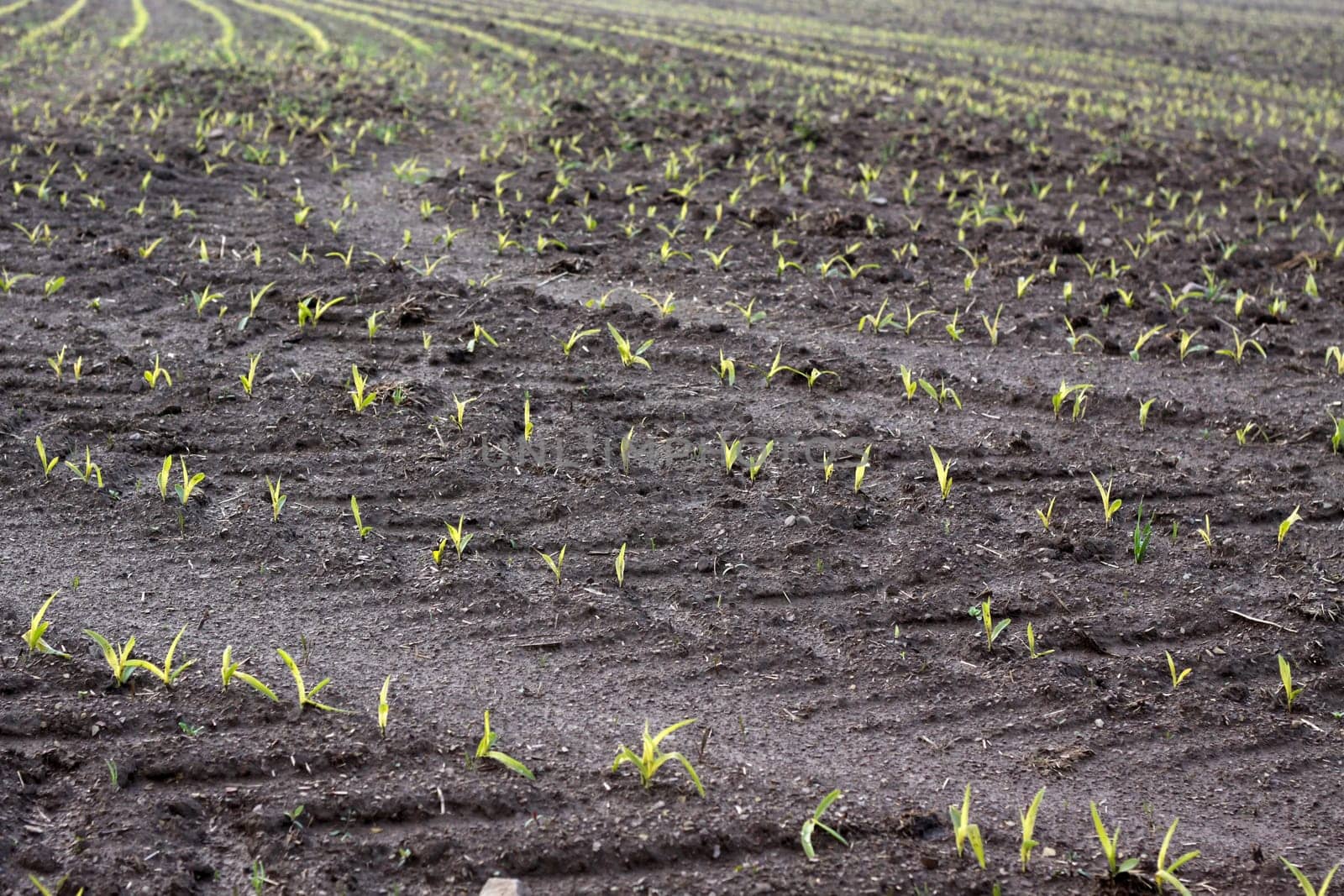 Very young maize plants