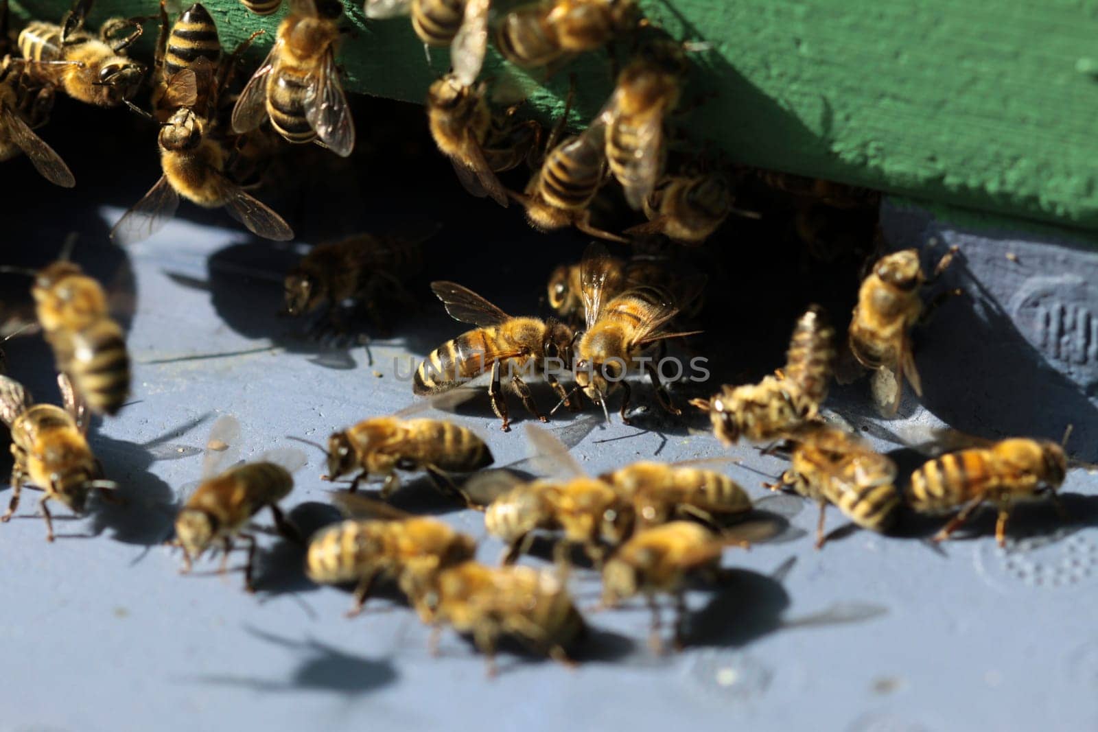 Honeybees