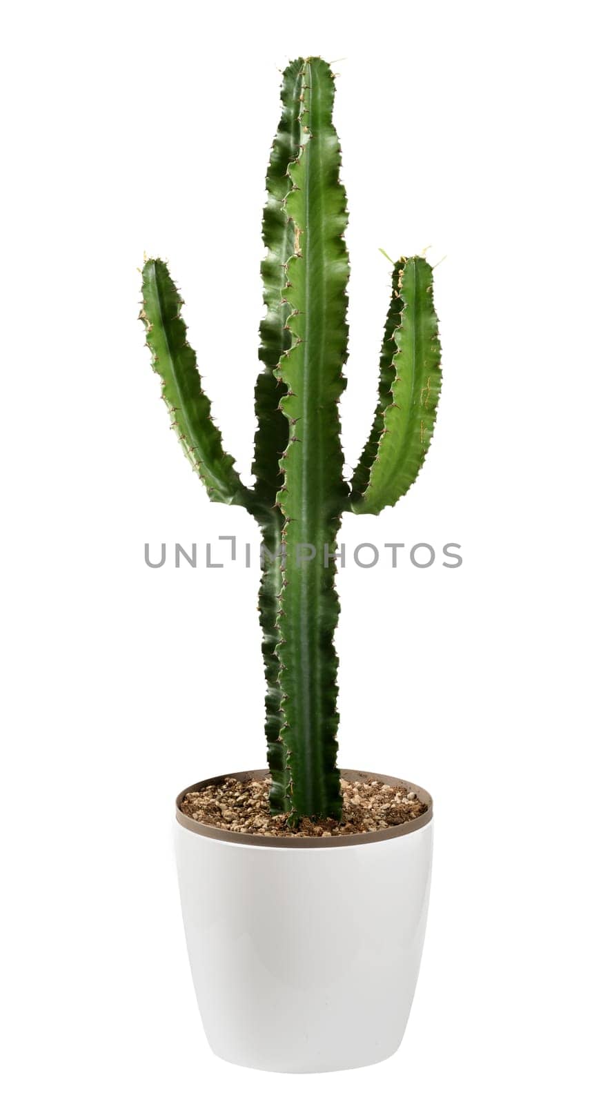 Tall spiny green cactus plant with single stem and arms potted in a flowerpot in a side view isolated on white, a popular succulent houseplant