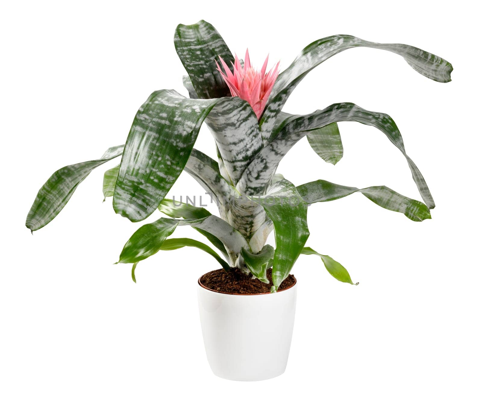 Potted Bromelia aechmea primera plant with its decorative silver green variegated leaves and a single spiky pink flower in a container isolated on white