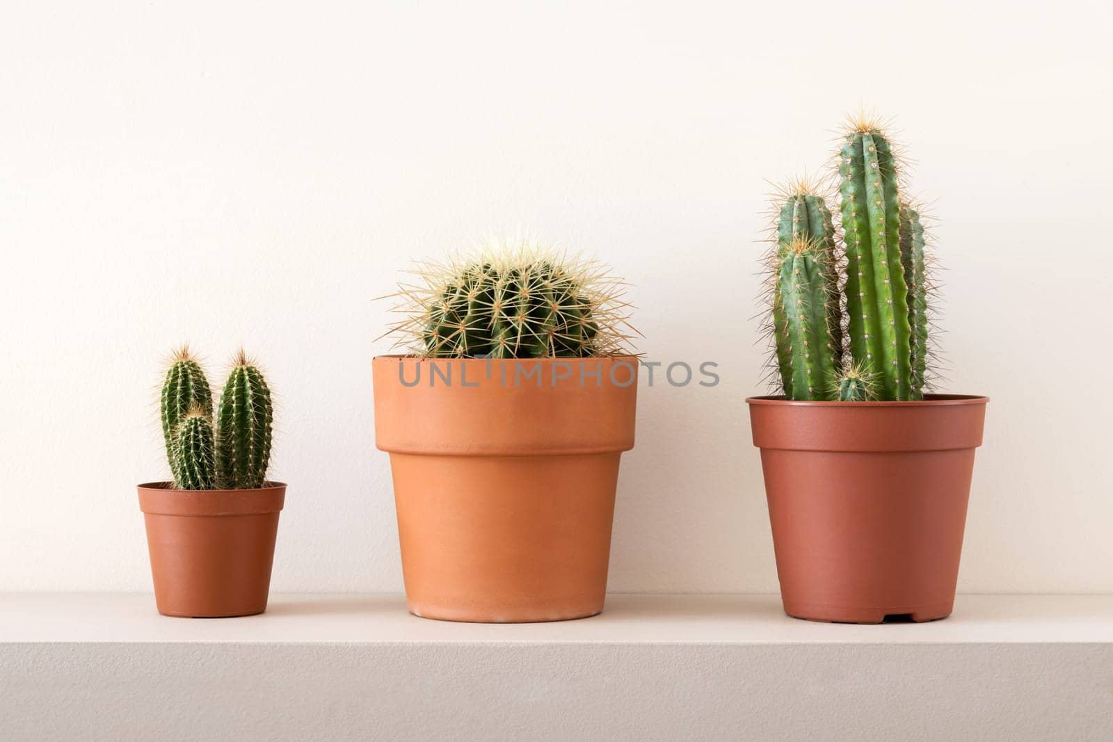 Home decoration of green cactuses in brown pots composed on gray shelf at white wall