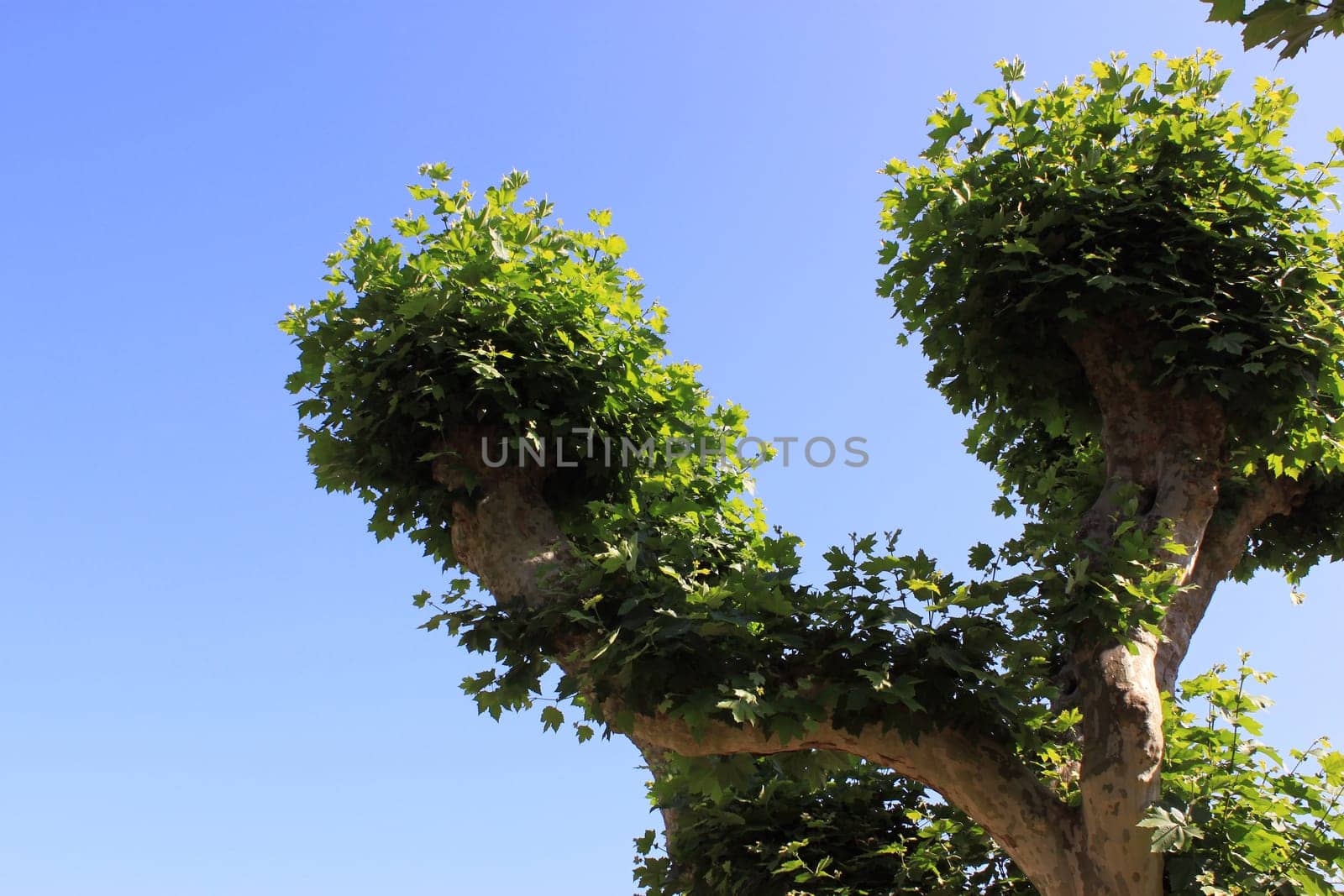 a tree leaves against blue sky in summer