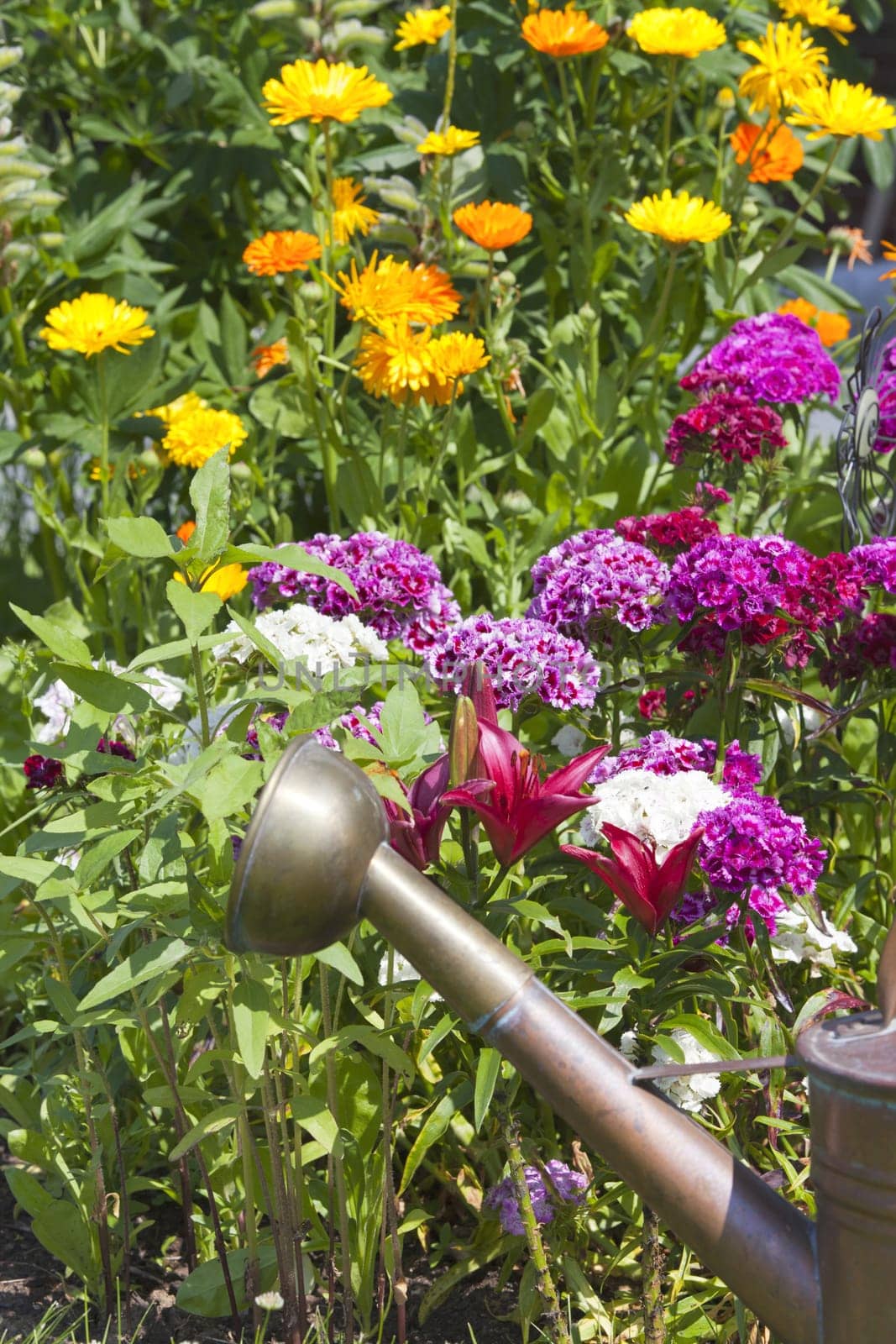 Summer flower bed with lilies,bearded carnations and an old copper watering can