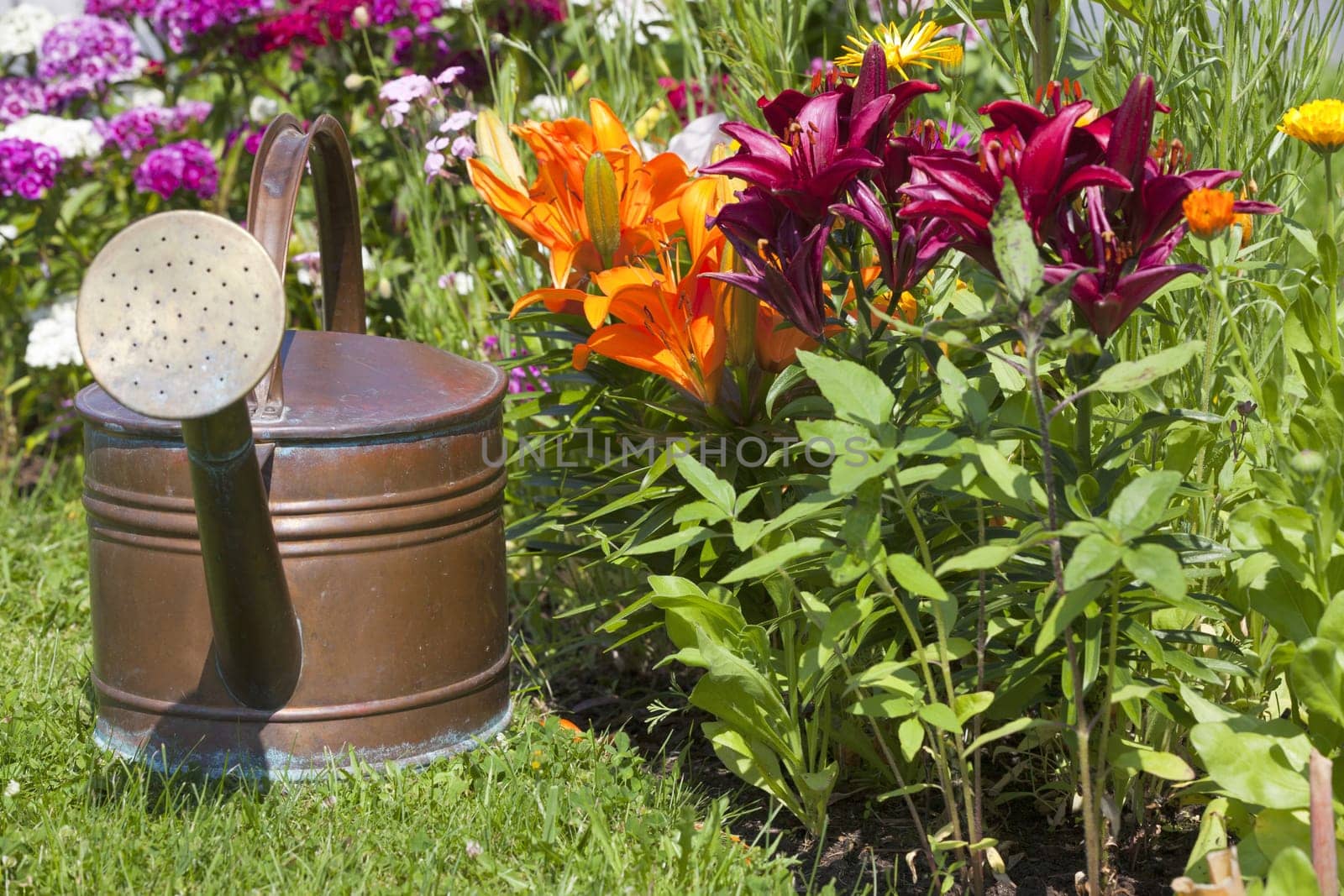 Old copper watering can stands in front of beautiful colorful lilies in the flower bed