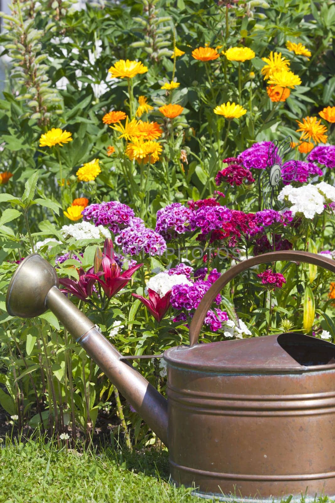 Colorful flower bed with lilies,bearded carnations and an old copper watering can