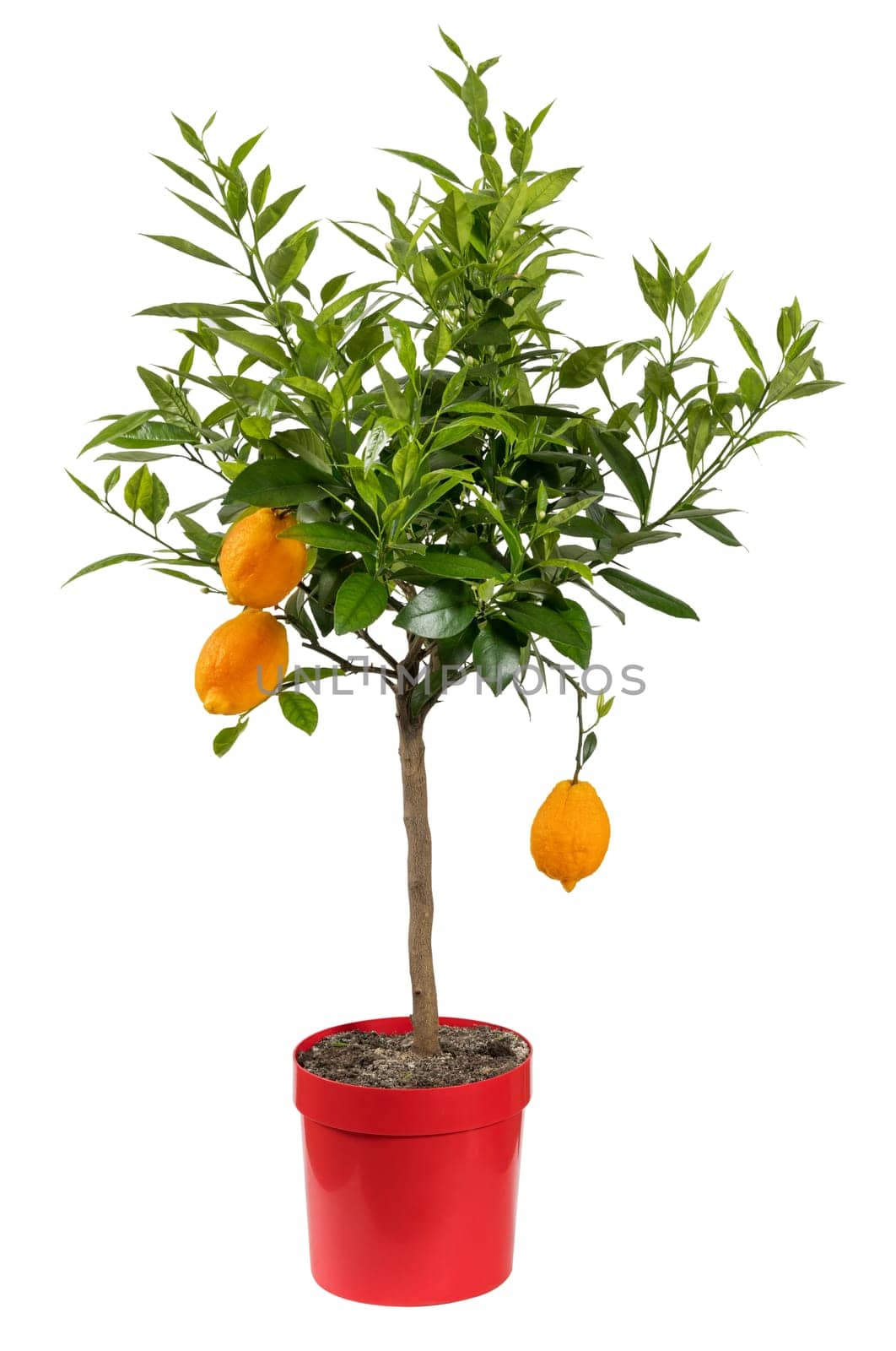 Fresh green foliage of potted plant with red lemons isolated on white background