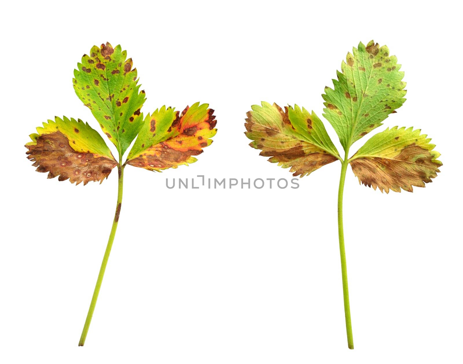 Strawberry leaf with the fungal disease, leaf scorch caused by Diplocarpon earlianum