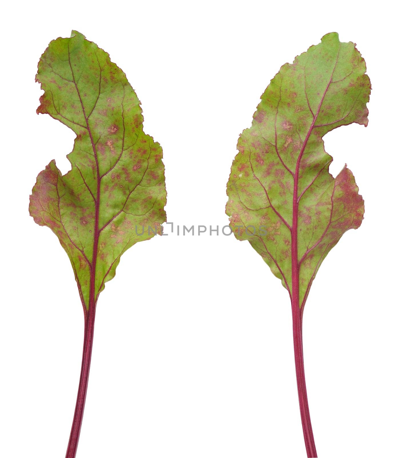 Infection of beetroot leaf by Cercospora beticola