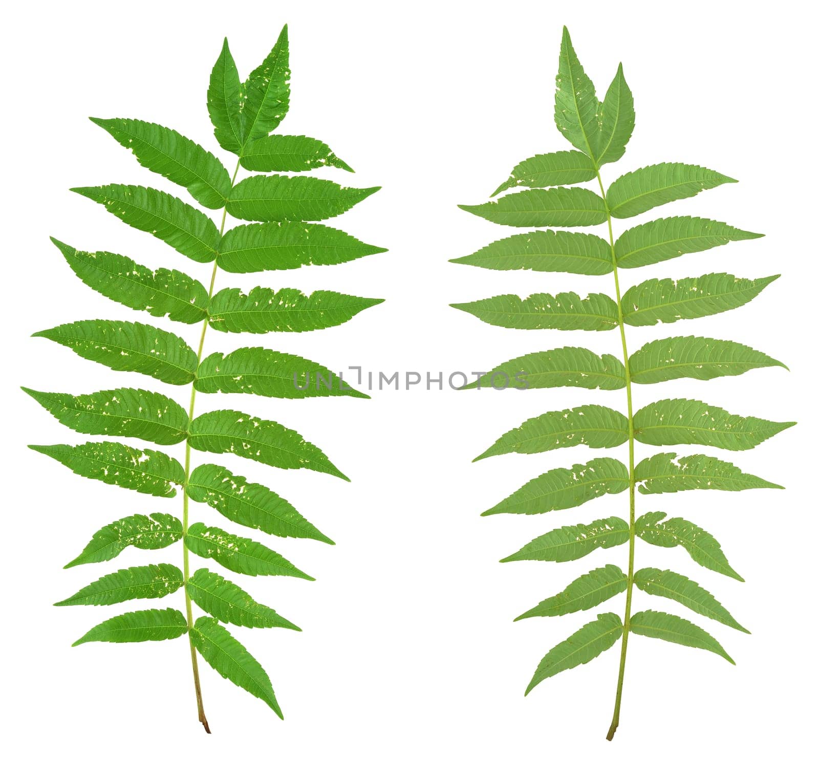 Leaf of sumac tree attacked by Flea beetles, Alticiny