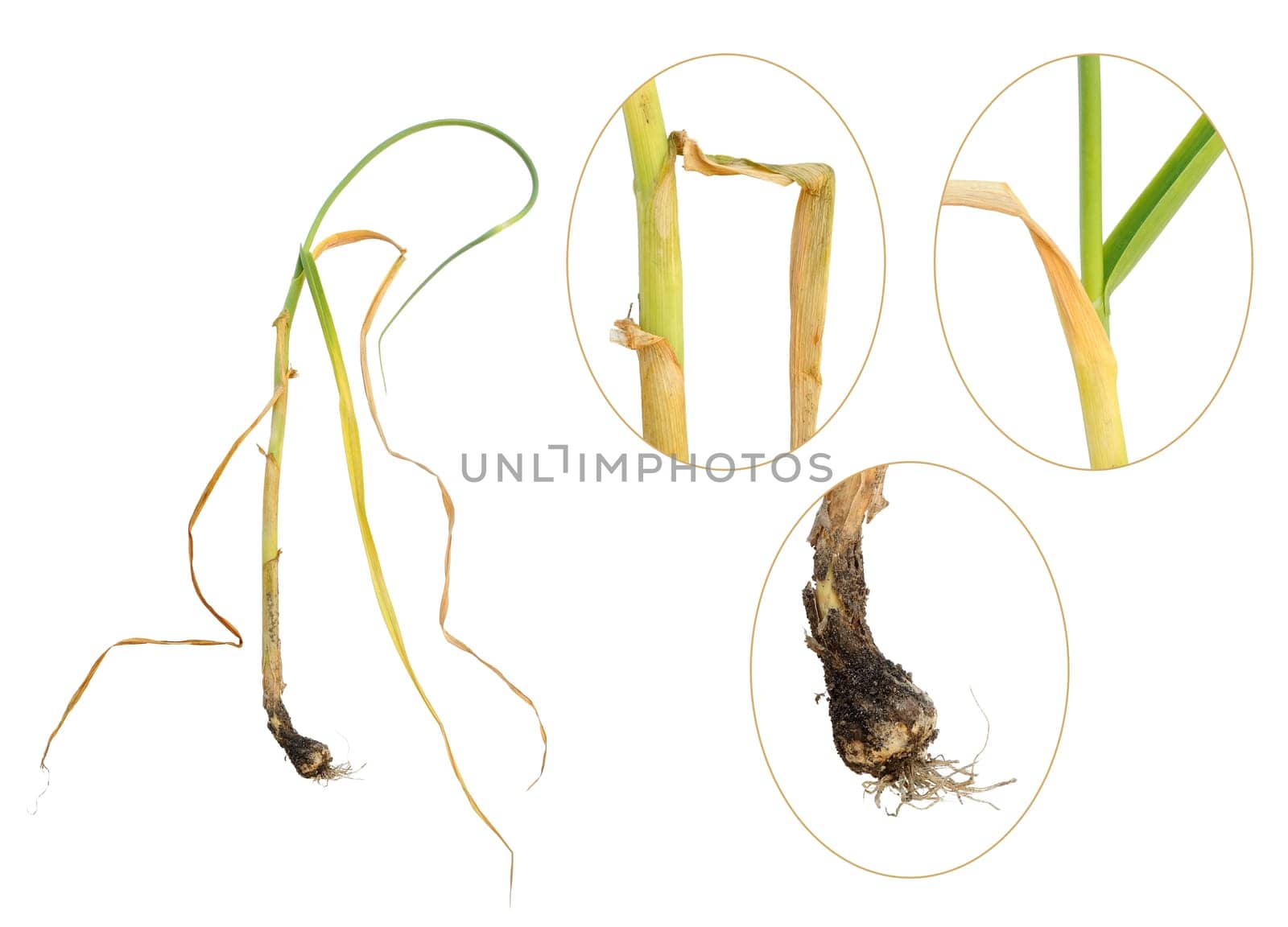 Infection of garlic by white rot, Sclerotium cepivorum