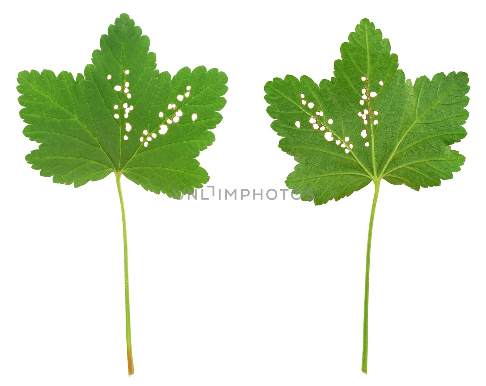 Red currant leaf attacked by Flea beetles