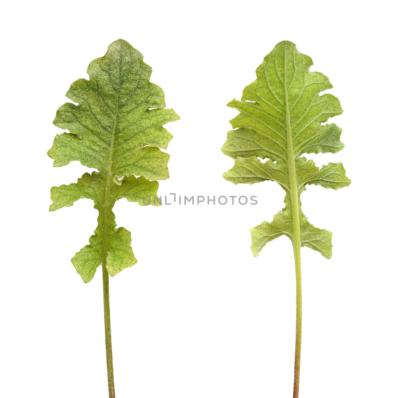 Colony of spider mite on gerbera plant, Tetranychidae, isolated