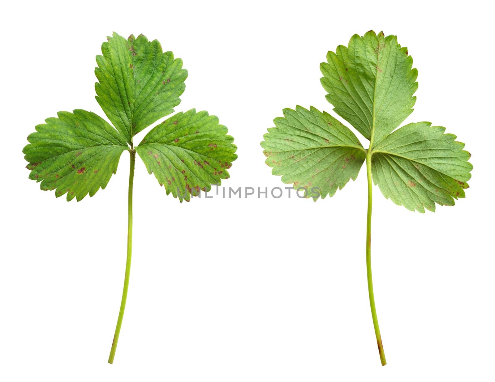 Strawberry leaf with the fungal disease, leaf blight, Phomopsis obscurans