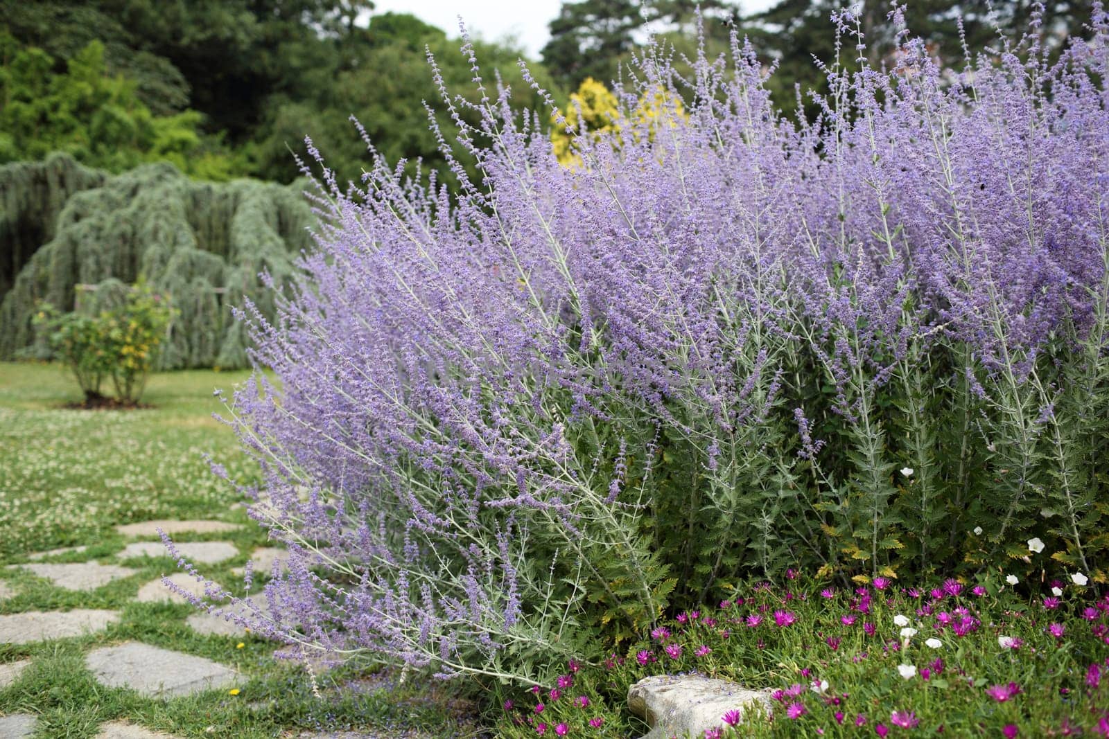 Details of beautiful russian sage in garden.