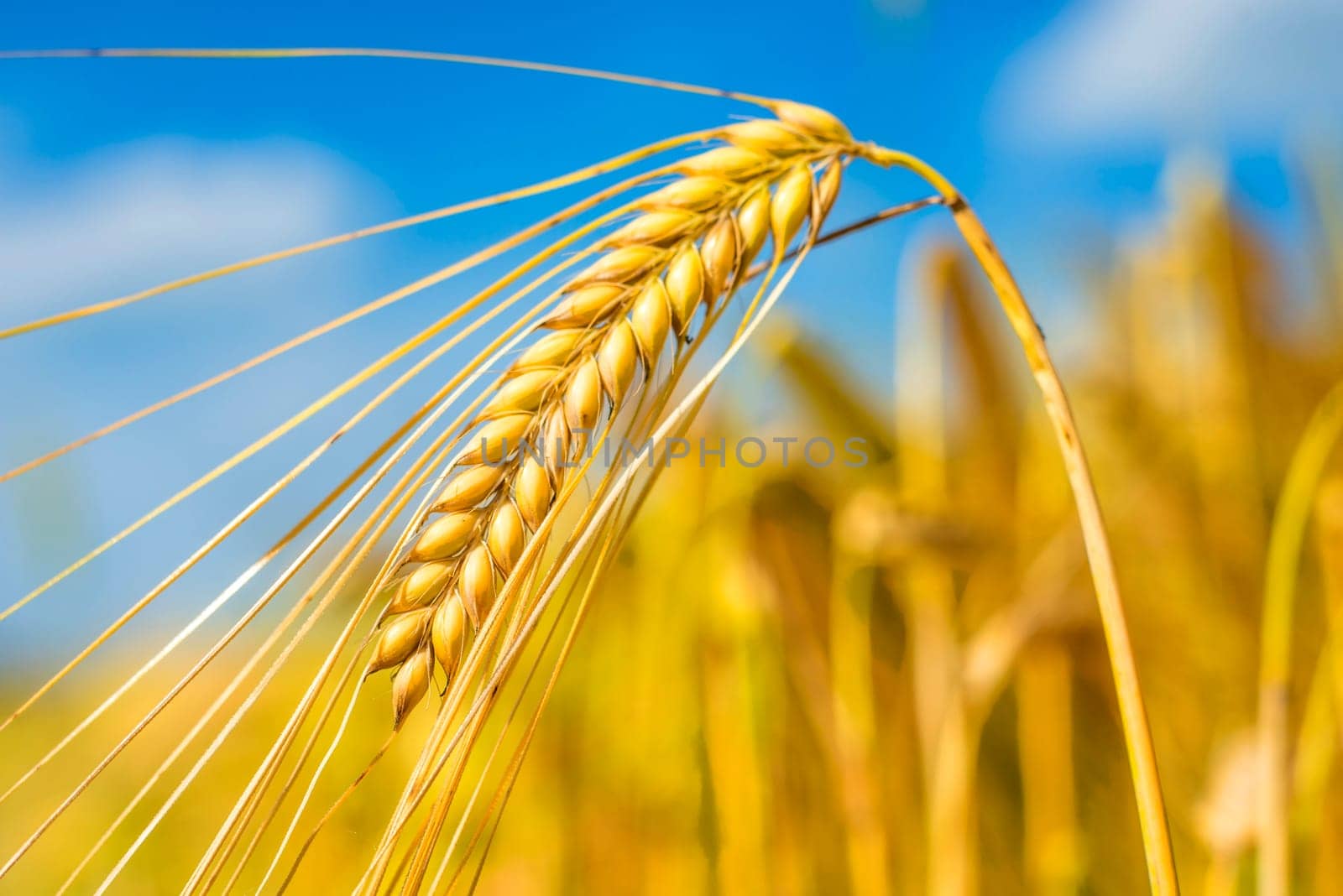 Barley