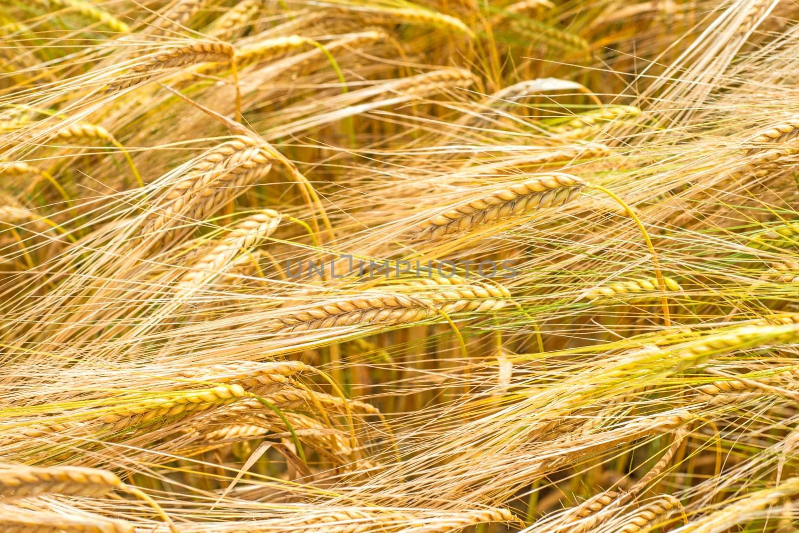 Barley