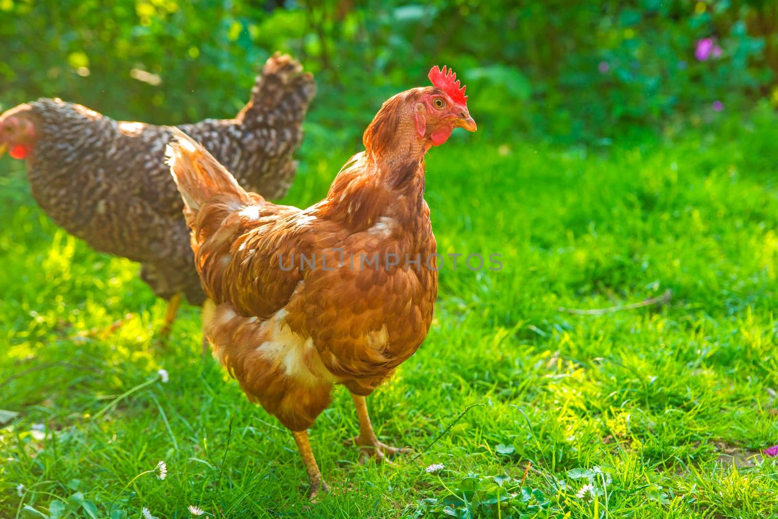 Free-range chickens