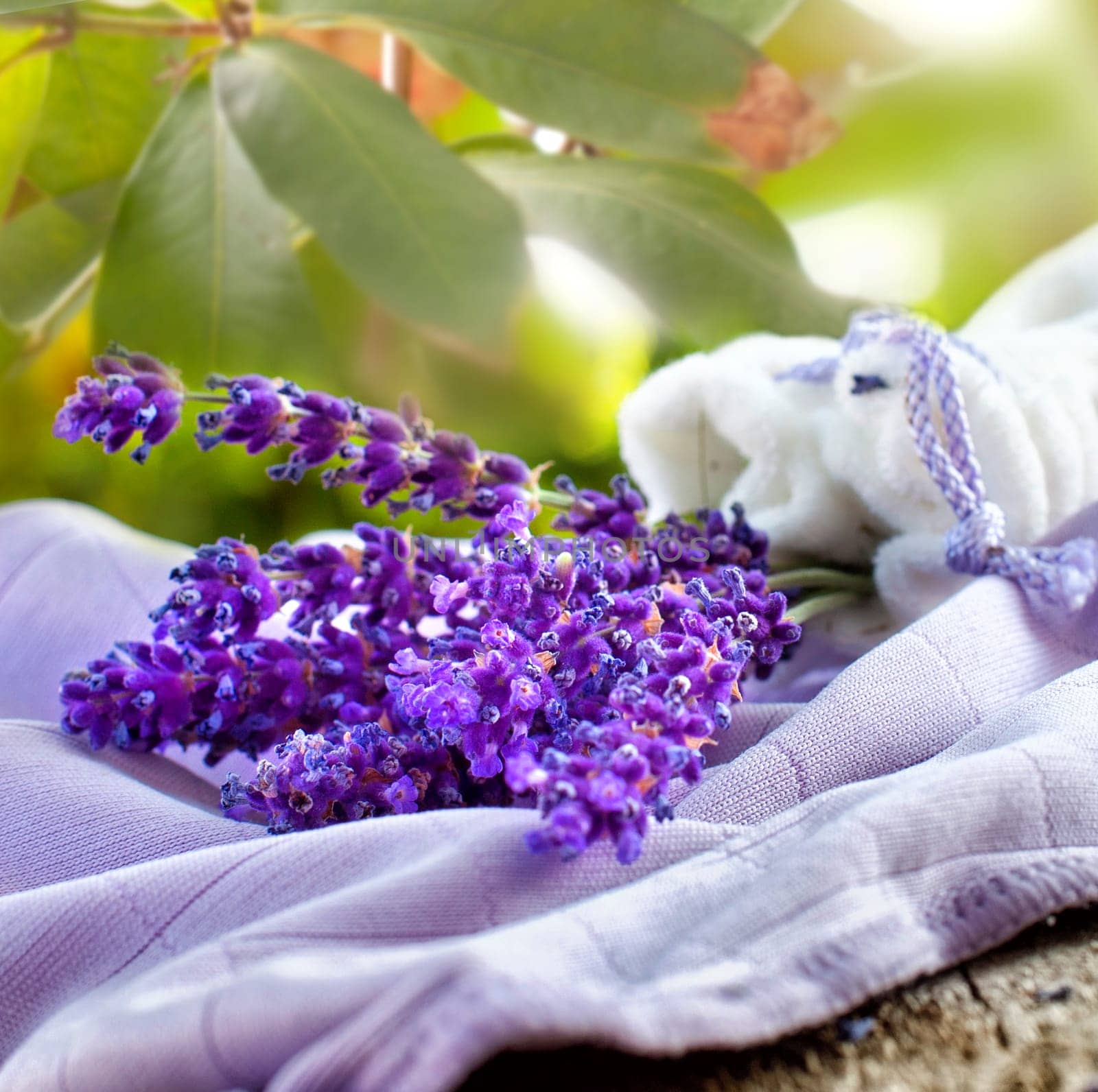 Lavender fresh