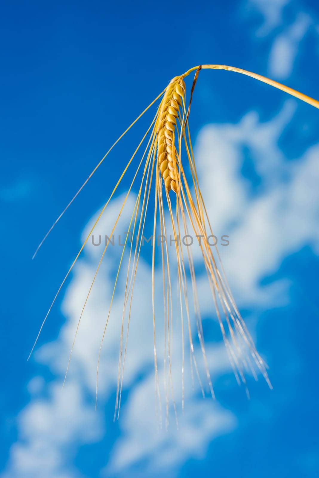 Barley