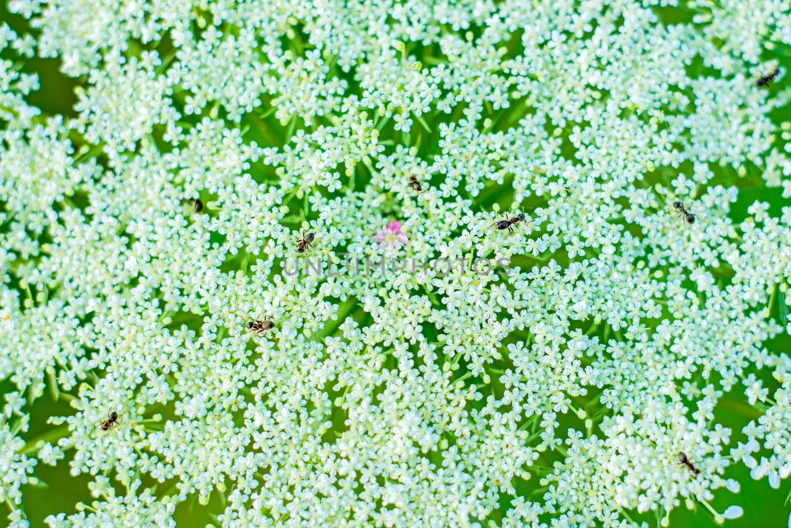wild carrot