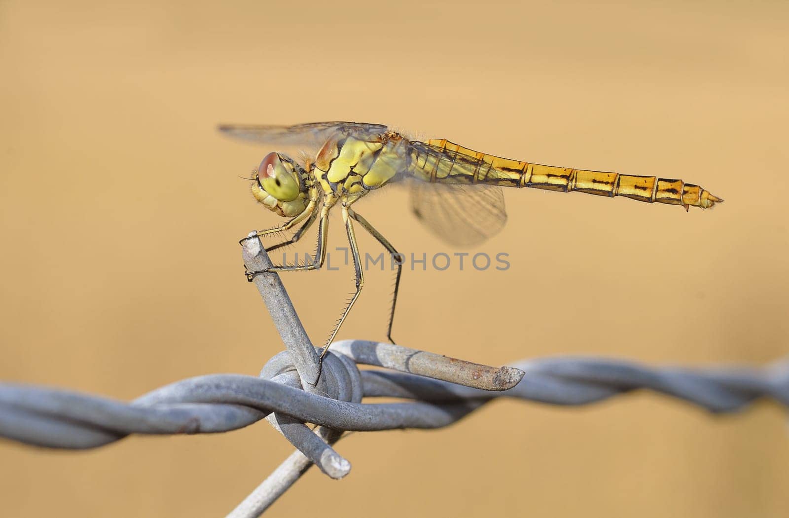 dragon-fly