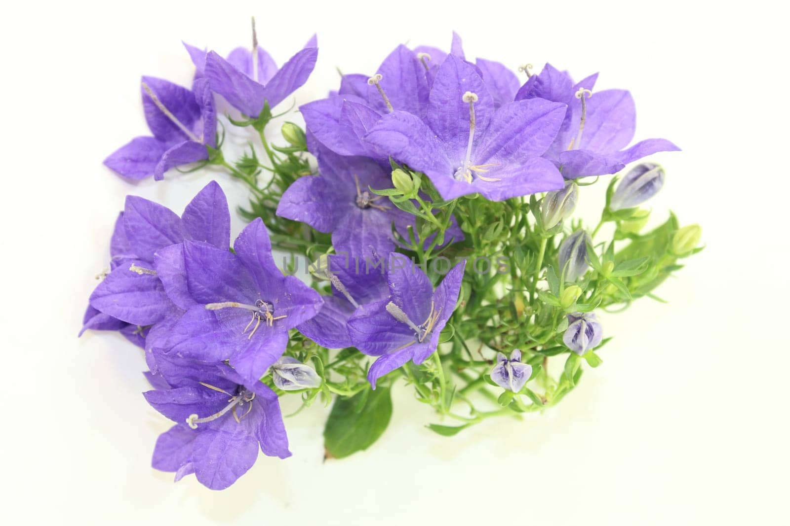 a purple bluebell against a white background