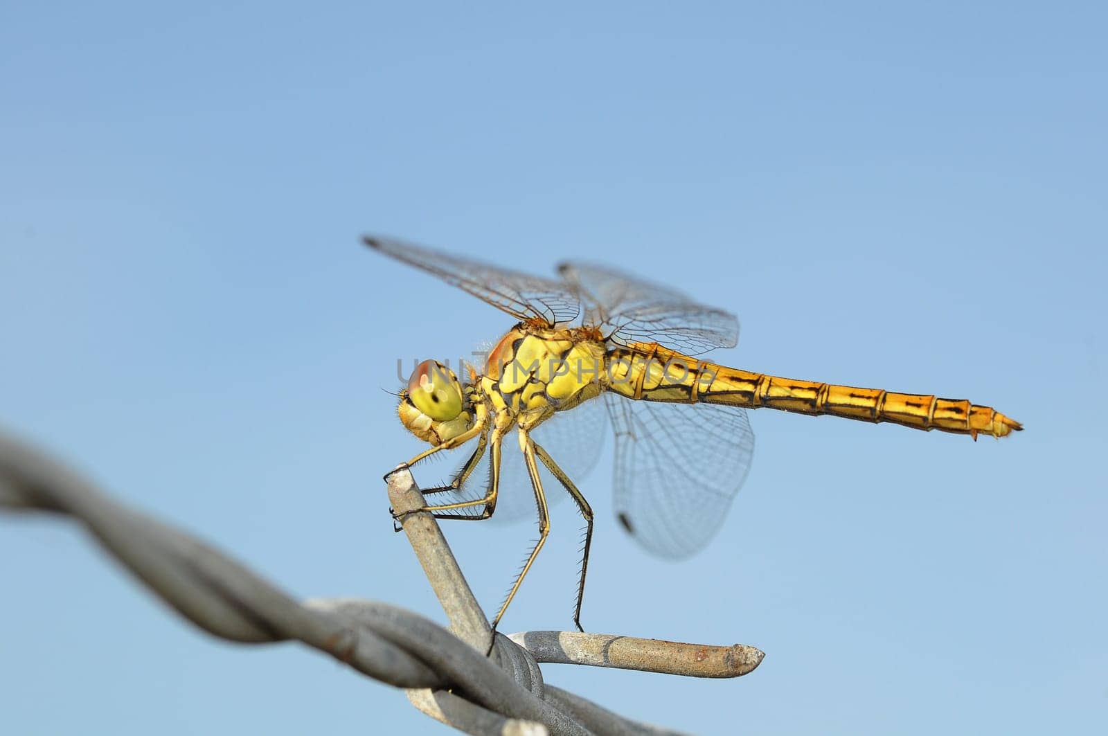 dragon-fly