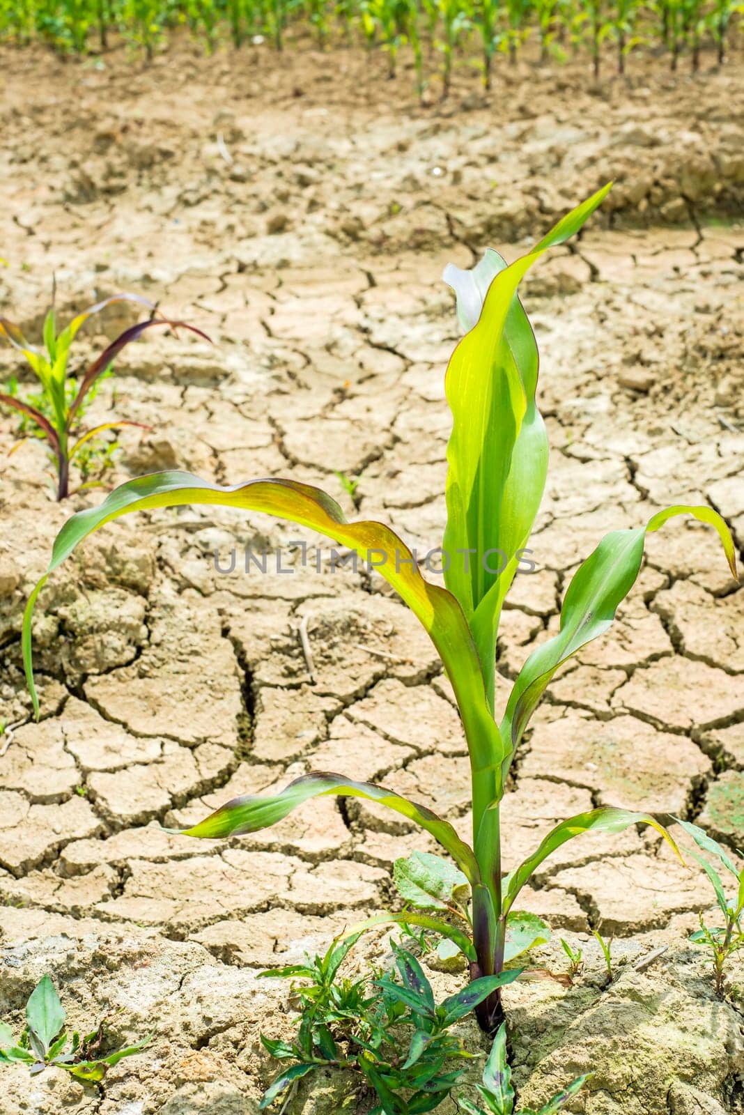 dry soil with maize plant