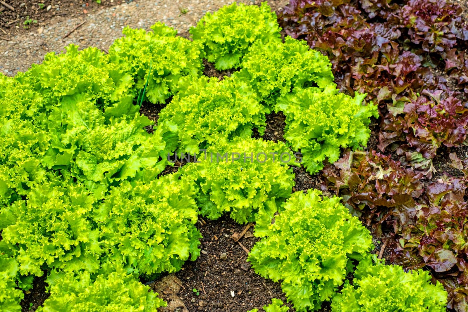 Lettuce cultivation