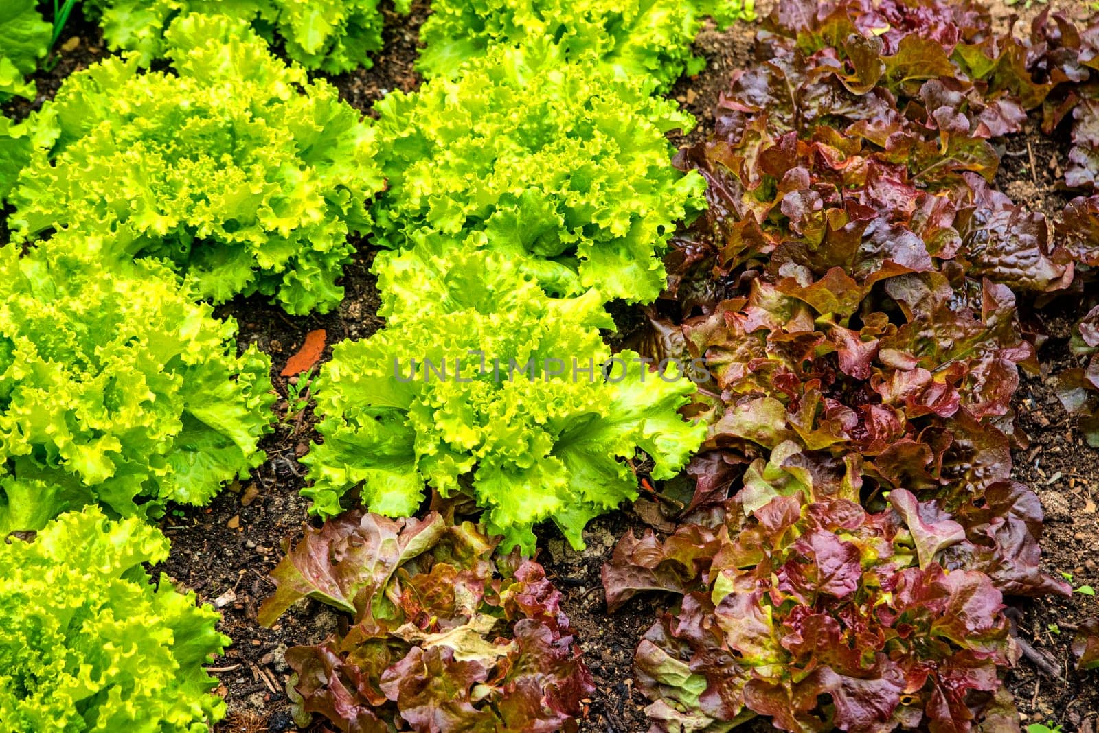 Lettuce cultivation