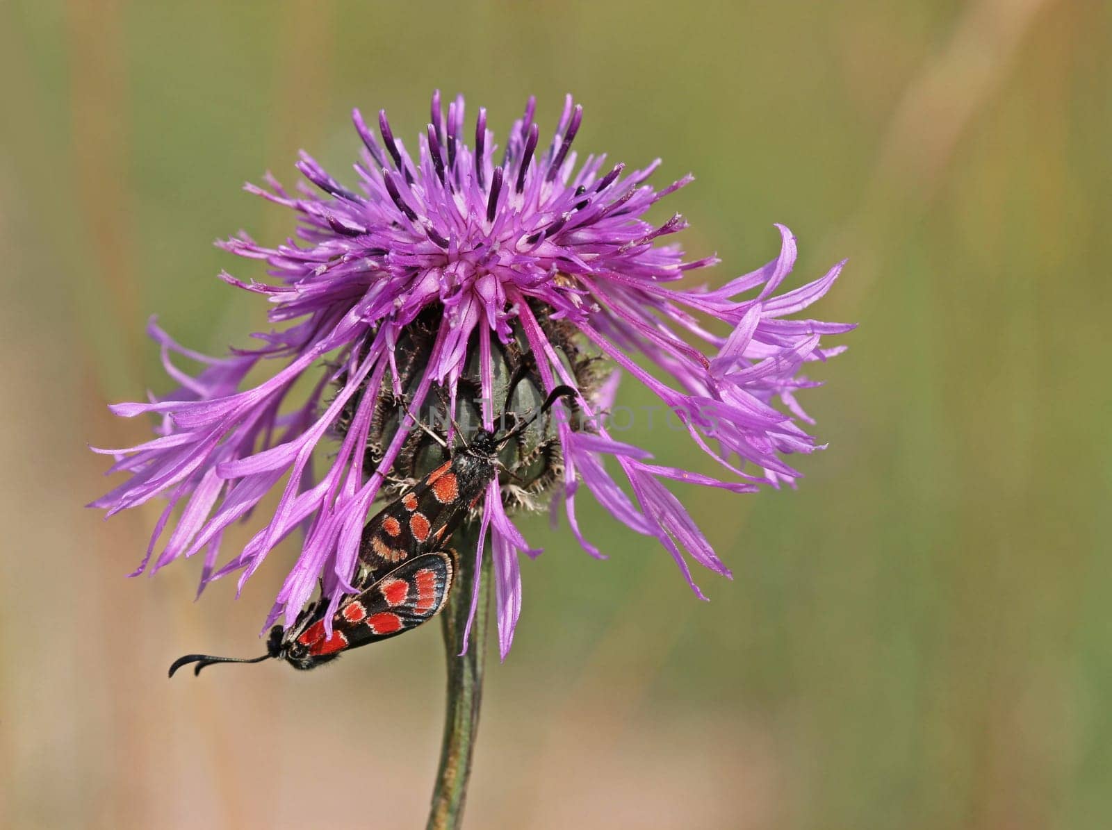 Sainfoin ram mating on scabiosis flake flower