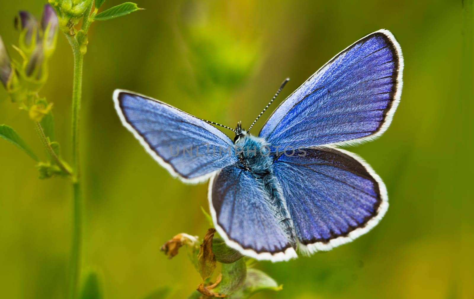 Sky Blue Male