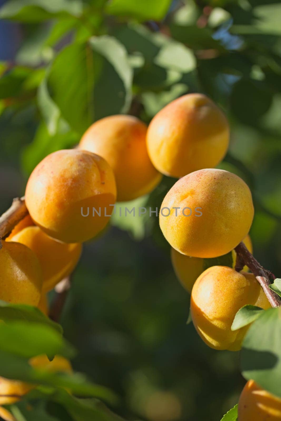 Close up view of apricots ripen on the tree. Vertically.